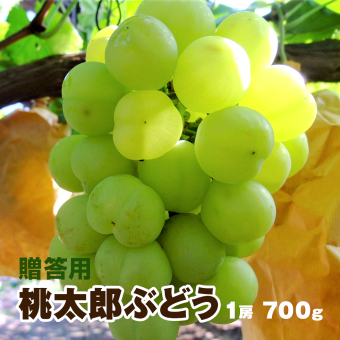 岡山県産 桃太郎ぶどう 贈答用大房 1房入り(約700g）瀬戸ジャイアンツ ぶどう ブドウ 種無しぶどう 葡萄 