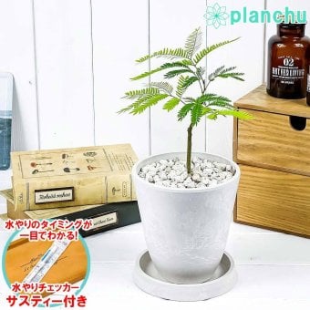 PLANCHU 観葉植物 コヨバ エバーフレッシュ 4号樹脂鉢 ホワイト サスティー付き 受け皿付き 育て方説明書付き Cojoba arborea var. angustifolia アカサヤネムノキ