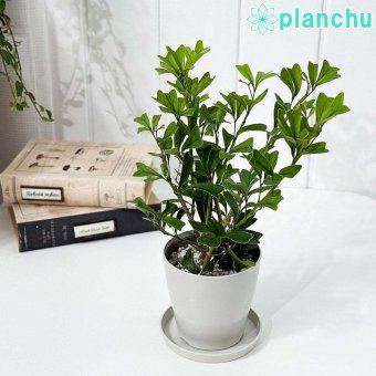 PLANCHU 観葉植物 シェフレラ トライアンギュラリス 3.5号鉢 受け皿付き 育て方説明書付き Schefflera emarginata エマルギナタ