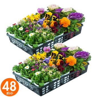 花苗 セット 送料無料 秋 お花おまかせ48ポット ガーデニングに最適です。沖縄・離島を除く