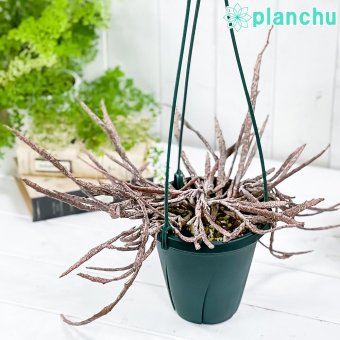 PLANCHU 多肉植物 ユーフォルビア プラティクラダ 5号吊り鉢 育て方説明書付き Euphorbia platyclada ゾンビプランツ