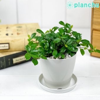 PLANCHU 観葉植物 フィカス シャングリラ 3.5号鉢 受け皿付き 育て方説明書付き Ficus vaccinioides つる性ガジュマル テリハイヌビワ