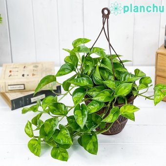 PLANCHU 観葉植物 ポトス グローバルグリーン 5号吊り鉢 育て方説明書付き PVP Epipremnum aureum ‘Global Green’ エピプレムナム アロイド