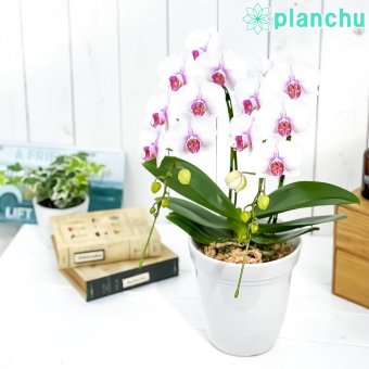 PLANCHU 鉢花ギフト ミディ胡蝶蘭 ルージュ 2本立ち 5号陶器鉢 受け皿付き 育て方説明書付き ファレノプシス コチョウラン 洋ラン