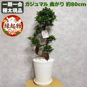 現品 ガジュマル 観葉植物 曲がり 8号鉢苗 大型 盆栽 登り樹 昇り竜 室内 珍しい 希少種 多幸の木 幸福をもたらす精霊が住むガジュマルの木 おしゃれなインテリア 結婚祝い 新築祝い 開店祝い 開業祝い 誕生日 母の日 父の日 記念日 プレゼントギフト 肥料別売り 敬老の日