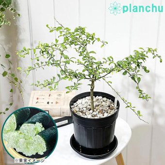 PLANCHU 亜熱帯果樹 シトラス フィンガーライム グリーンアリストンビル 6号スリット鉢 受け皿付き Citrus australasica cv. フルーツキャビア 柑橘苗