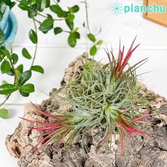 PLANCHU エアプランツ ティランジア イオナンタ フエゴ クランプ 1株 W8×H8cm前後 育て方説明書付き Tillandsia ionantha ‘Fuego’ エアープランツ チランジア 群生株