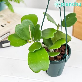 PLANCHU 観葉植物 ホヤ カーリー 4号吊り鉢 育て方説明書付き Hoya kerrii ハートホヤ サクララン 桜蘭