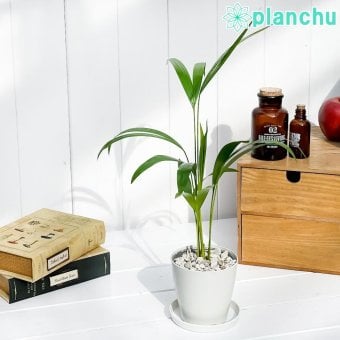 PLANCHU 観葉植物 ディプシス アレカヤシ 3.5号鉢 受け皿付き 育て方説明書付き Dypsis lutescens コガネタケヤシ ヤマドリヤシ