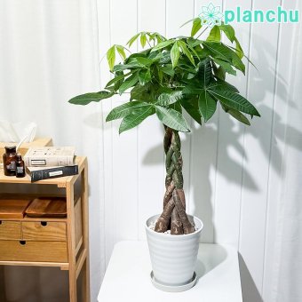PLANCHU 観葉植物 パキラ 編み 7号鉢 受け皿付き 育て方説明書付き Pachira glabra 発財樹 ねじり