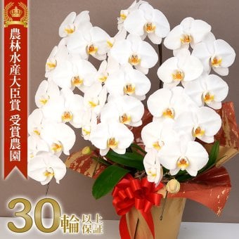 胡蝶蘭 白大輪 ３本立ち 30輪以上(蕾含む)  送料無料 ヤマト [r-midi6f] 開店祝い 開業 誕生日 長寿 結婚記念日 金婚式 お供え 生花 株主総会 選挙 当選 祈願 仏花 お悔み 開院 開業 移転 ギフト 贈り物 還暦 古希 喜寿 傘寿 米寿 卒寿 白寿 百寿 御供 受賞 受章 退職 就任 栄転 昇進 新築 竣工 落成 新装 周年記念 式典 発表会 内祝 年忌 法要