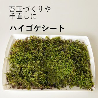 ハイゴケシート 31×23ｃｍ 箱入り ボックス 大きめ 苔玉作り こけだま 手直し