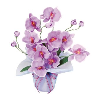 光触媒加工「胡蝶蘭」