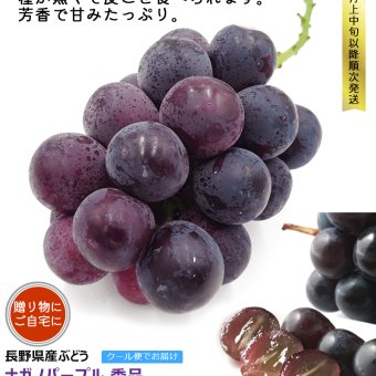 長野県産 ぶどう ナガノパープル 秀品 贈答用 果物 フルーツ お取り寄せ 産地直送 【送料無料(一部地域除く)】