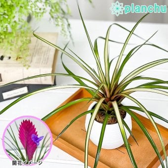 PLANCHU 観葉植物 ワリシア キアネア 斑入り 3号丸鉢 受け皿付き 育て方説明書付き Wallisia cyanea ‘Variegata’ ハナアナナス ブロメリア ティランジア チランジア
