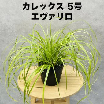 カレックス オシメンシス エヴァリロ 緑 15cmポット苗 株 下草 常緑 多年草 グランドカバー カラーリーフ 庭 寄せ植えに 花壇 鉢植え 高耐寒性