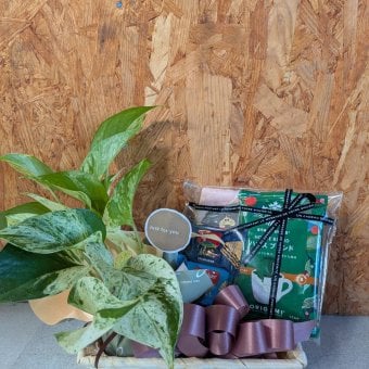 観葉植物 癒しセット ポトス ３号 プレゼント お礼 お祝い プチギフト スタバドリップコーヒー 母の日 退職 お礼 ハンカチ お菓子 挨拶 結婚 ギフト 人気 男性 女性 イベント 気持ち お返し プレゼント 卒業 珈琲誕生日 退職  コーヒー タオル お菓子 
