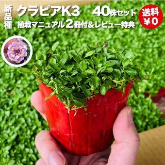 【肥料プレゼント中】 クラピア K3（ピンク）紫品種  9cmポット苗  40株セット 完全植栽マニュアル付き  ピンク色 桃色 イワダレソウ改良種 グランドカバー プランツ 植物 ピンクの花 庭 屋上 緑化 耐寒性 多年草 地被植物 ほふく性 下草 背が低い 宿根草
