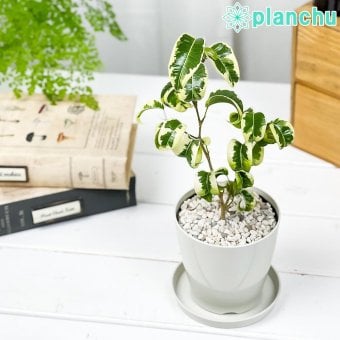 PLANCHU 観葉植物 フィカス ベンジャミン シタシオン 斑入り 3.5号鉢 受け皿付き 育て方説明書付き Ficus benjamina ‘Sitasion’ 幸運を呼ぶ木 ゴムノキ