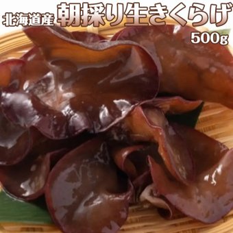 北海道産 朝採り生きくらげ 500g 菌床栽培・無農薬 ぷりぷり肉質 送料無料 ※沖縄は送料別途加算