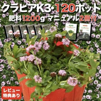 【肥料プレゼント中】 クラピア K3（ピンク）紫品種  9cmポット苗  120鉢セット 有機入り一発果菜肥料1200gと完全植栽マニュアル付き  ピンク色 桃色 イワダレソウ改良種  グランドカバー プランツ 雑草対策 庭 ガーデニング diy ガーデン  K7と同等の耐病性 多年草 植物