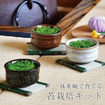 抹茶碗 苔栽培キット スナゴケ 植物 陶器 コケ グリーン スターターセット オブジェ 置物 おしゃれ インテリア 雑貨 ギフト プレゼント 男性 女性 父の日 母の日 敬老の日 誕生日 ラッピング対応 無料ラッピング