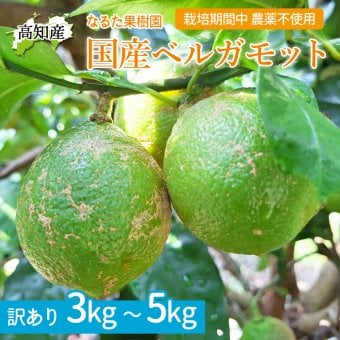 ベルガモット 栽培期間中 無農薬 訳あり ノーワックス 高知産 国産ベルガモット 果実 産地直送 高知県宿毛市 柑橘 果物 フルーツ アールグレイ 紅茶 デトックス シトラスウォーター フレッシュ 香り付け 出荷時期によりグリーンからイエローに変化します【送料無料】