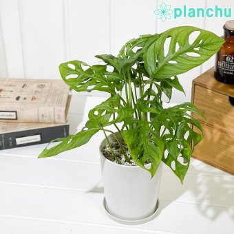 PLANCHU 観葉植物 マドカズラ モンステラ フリードリヒスターリー 4号鉢 受け皿付き 育て方説明書付き Monstera friedrichsthalii アロイド