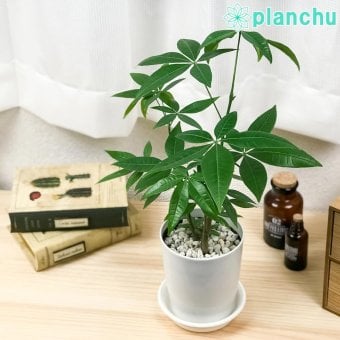 PLANCHU 観葉植物 パキラ ストレート 実生株 4号鉢 受け皿付き 育て方説明書付き Pachira glabra 発財樹