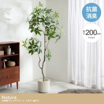 【高さ200cm】光触媒人工観葉植物 パキラ 曲がり 幅55cm×奥行50cm×高さ200cm オフィス 天然木 組立品 お部屋に気軽に飾れて空間を美しく彩るフェイクグリーン 本物の植物のようなリアルな質感とインテリアに馴染む風合いが魅力です