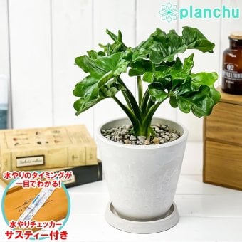 PLANCHU 観葉植物 フィロデンドロン セローム スーパーアトム 5号樹脂鉢 ホワイト サスティー付き 受け皿付き 育て方説明書付き アロイド