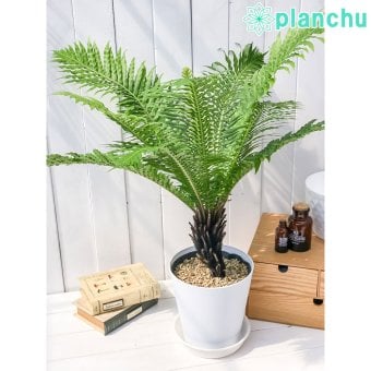 PLANCHU 観葉植物 ブレクナム シルバーレディ 木立タイプ 6号鉢 受け皿付き 育て方説明書付き Blechnum gibbum ‘Silver Lady’ シダ植物