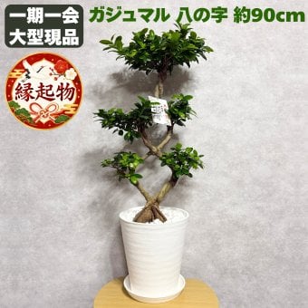 ガジュマル 観葉植物 八の字 8号鉢苗 大型 盆栽 末広がりの8の字 室内 珍しい 希少種 多幸の木 幸福をもたらす精霊が住むガジュマルの木 おしゃれなインテリア 結婚祝い 新築祝い 開店祝い 開業祝い 誕生日 母の日 父の日 記念日 プレゼントギフト 肥料別売り 敬老の日