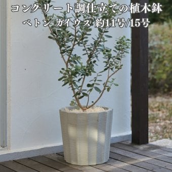 植木鉢 おしゃれ 大型 15号 11号 M S サイズ 鉢カバー KONTON コントン ベトン ガイウス 丸型 多面体 面取り ファイバーセメント セメント 屋外 室内 高級 北欧 モダン ナチュラル 観葉植物用 シンボルツリー サボテン 多肉植物 特大 玄関 プランター サンドグレー