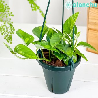 PLANCHU 観葉植物 ポトス グローバルグリーン 4号吊り鉢 育て方説明書付き PVP Epipremnum aureum ‘Global Green’  エピプレムナム アロイド