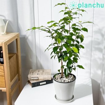 PLANCHU 観葉植物 フィカス ベンジャミン エスタ 5号鉢 受け皿付き 育て方説明書付き Ficus benjamina ‘Esta’ 幸運を呼ぶ木 ゴムノキ