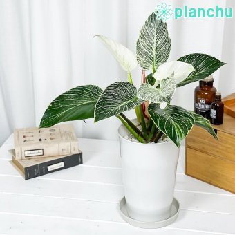 PLANCHU 観葉植物 フィロデンドロン バーキン 6号鉢 受け皿付き 育て方説明書付き Philodendron ‘Birkin’ アロイド