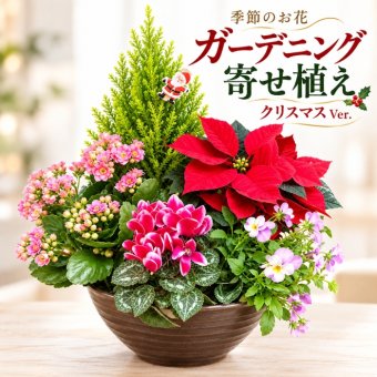 季節の寄植え 鉢 ガーデニング クリスマス ポインセチア シクラメン 花 鉢植え ギフト 秋 おしゃれ 誕生日 プレゼント 母 祖母 女性 お花 お誕生日 結婚祝い 新築祝い 友人 結婚記念日 妻 両親 開店祝い 開業祝い 退職祝い