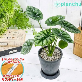 PLANCHU 観葉植物 アロカシア シヌアータ 4号樹脂鉢 ダークグレー サスティー付き 受け皿付き 育て方説明書付き Alocasia sinuata アロイド