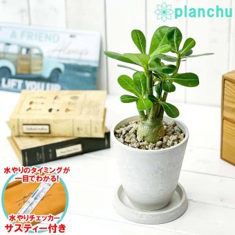 PLANCHU 観葉植物 アデニウム 4号樹脂鉢 ホワイト サスティー付き 受け皿付き 育て方説明書付き Adenium コーデックス 塊根植物 多肉植物