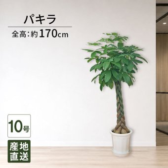 パキラ 10号 尺プラ 高さ約170cm 観葉植物 幸福の木