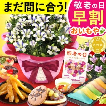 【早割 9/14 16時まで】 敬老の日 まだ間に合う 鉢植え プレゼント ギフト 花 りんどう 竜胆 リンドウ 生花 花鉢 花とスーツ 孫 ありがとう どら焼き バウムクーヘン 干し芋 芋けんぴ かりんとう カステラ ようかん あんみつ 秋 送料無料 スイーツ お菓子 和菓子 洋菓子 メッセージカード おいもや