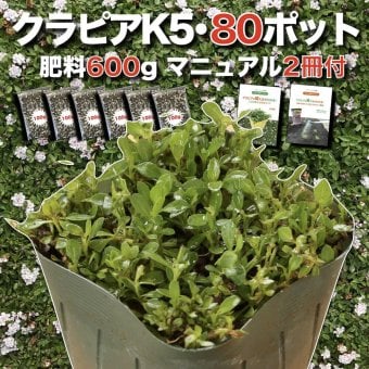 【肥料プレゼント中】 クラピア K5（薄桃） 9cmポット苗  80鉢セット 有機入り一発果菜肥料600gと完全植栽マニュアル付き イワダレソウ改良種 グランドカバー プランツ 雑草対策 庭 ガーデニング diy 緑化 おすすめ ガーデン 多年草 植物