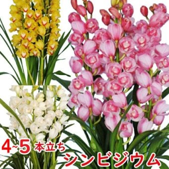 シンビジューム4~5本立ち 花 鉢シンビジウム 冬の洋蘭フラワーギフト プレゼント
