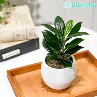 PLANCHU 観葉植物 ガジュマル ベビーリーフ 3号丸鉢 受け皿付き 育て方説明書付き Ficus ‘Baby Leaf’ フィカス 矮性ガジュマル 精霊の宿る木