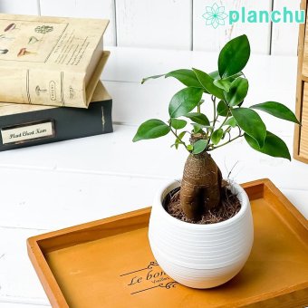 PLANCHU 観葉植物 ガジュマル 3号丸鉢 受け皿付き 育て方説明書付き Ficus microcarpa フィカス ミクロカルパ 精霊の宿る木