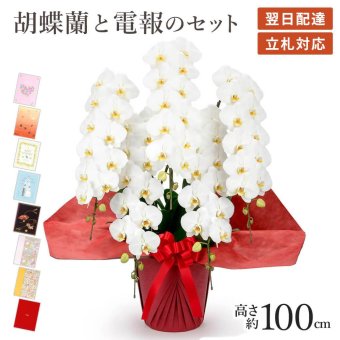 【送料無料】 大輪胡蝶蘭 ５本立 ハイグレード 白 【60輪以上】 電報セット可能  フラワー 花 祝電 お祝い ギフト プレゼント 結婚式 結婚祝い 結婚記念日 誕生日 還暦 長寿祝い 記念日 事務所移転 開店 開業祝い 昇進 栄転 就任祝い 定年退職 周年祝い 創立記念 ビジネス 叙勲 受章祝い 孫の日 七五三 いい夫婦の日 クリスマス 成人式 成人祝い 年賀 お正月 翌日配達