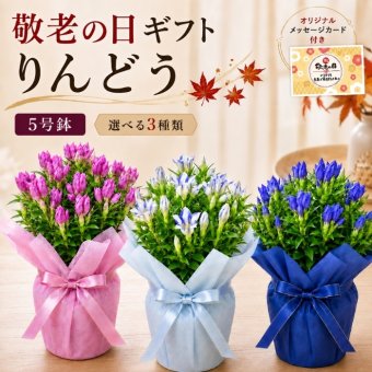 敬老の日 フラワーギフトギフト 花 リンドウ りんどう 鉢植え  鉢植え 5寸 5号 りんどう リンドウ 竜胆 敬老の日 お彼岸花鉢 ギフト 生花 プレゼント