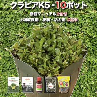 クラピア K5 薄桃品種 10株 土壌改良セット 植栽マニュアル付き 苗10ポット 肥料活力剤土壌改良剤3種 イワダレソウ改良種 グランドカバー 植物 プランツ 薄ピンクの花 庭 屋上緑化 K7と同程度の耐寒性 多年草 地被植物 ほふく性 下草 背が低い 宿根草