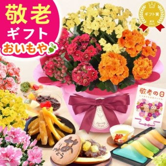 【まだ間に合う】 敬老の日 すぐ贈れるギフト 即日発送 ギフト プレゼント 花 生花 鉢植え 鉢花 カランコエ アザレア ベゴニア どら焼き スイーツ お菓子 和菓子 洋菓子 花とお菓子 60代 70代 80代 90代 おじいちゃん おばあちゃん 孫 孫から 送料無料 おいもや